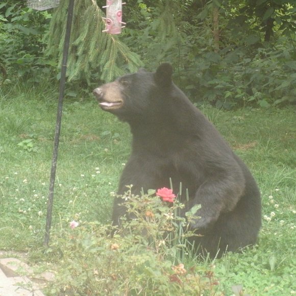 Hello everyone! I'm Kirin! - Picture 11 of 13